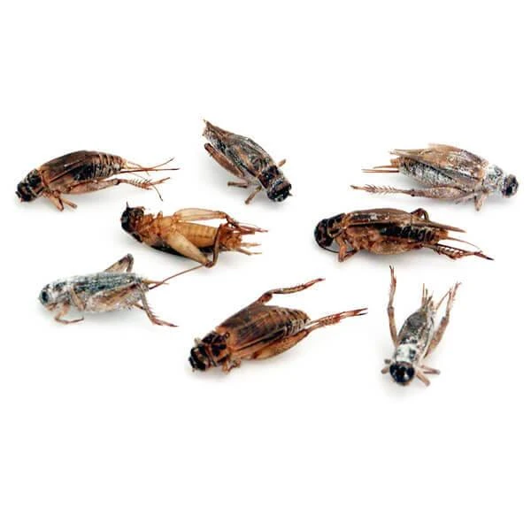 Crickets Snack Packs - 3 Flavor: 24-Piece Box 3 Crickets Snack Packs - 3 Flavor: 24-Piece Box